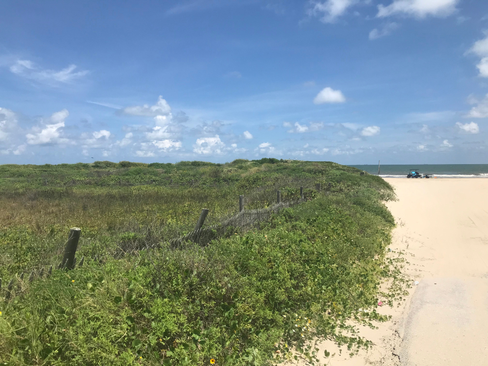 high grass along a white sand beach with the ocean in the background on a sunny day at one of the beaches in texas