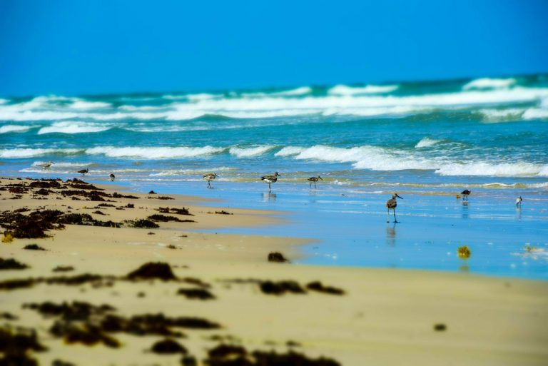 15 Prettiest Beaches in Texas For A Getaway - Texas Travel 365