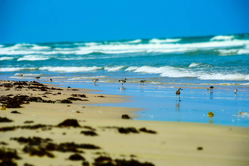 seagulls walking along the shore of Malaquite Beach in Texas