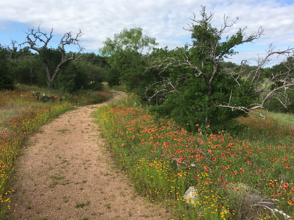 dirt path winding through small wildflowers
