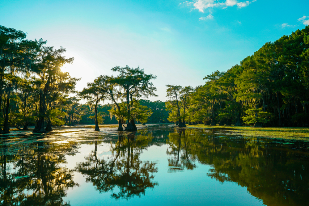  veja ciprestes em um pântano por excelência do Sul enquanto caiaque no Lago Caddo. Os ciprestes refletem a água nesta imagem.