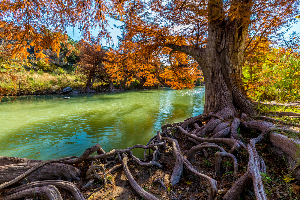 Herbstfarben und kahle Zypressenwurzeln auf dem Guadalupe River sind eine weitere Attraktion für Kajakfahrer in Texas.