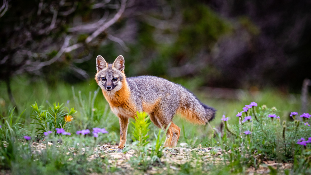 a gray fox standing in a grassy field