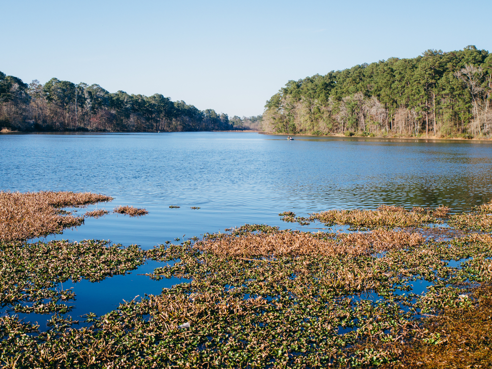 Large lake with plant growth in it looking out on to a nearby lands covered in tall dense trees.