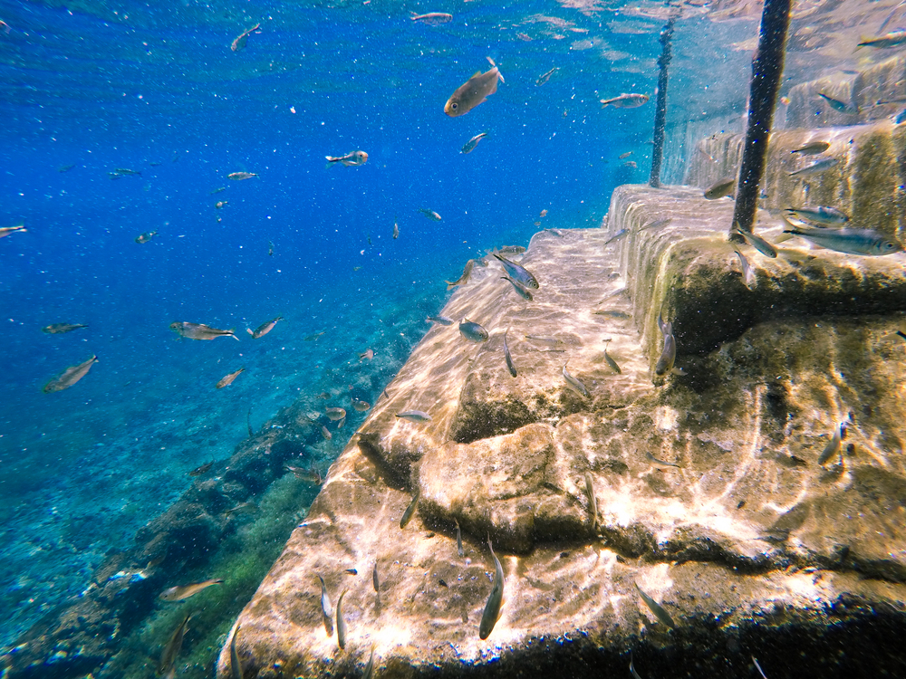 Set of eroding stair underwater surrounded by tiny fishes at Balmorhea State Park.