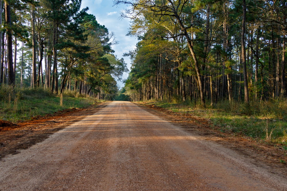 sam houston national forest one of the best things to do in conroe texas