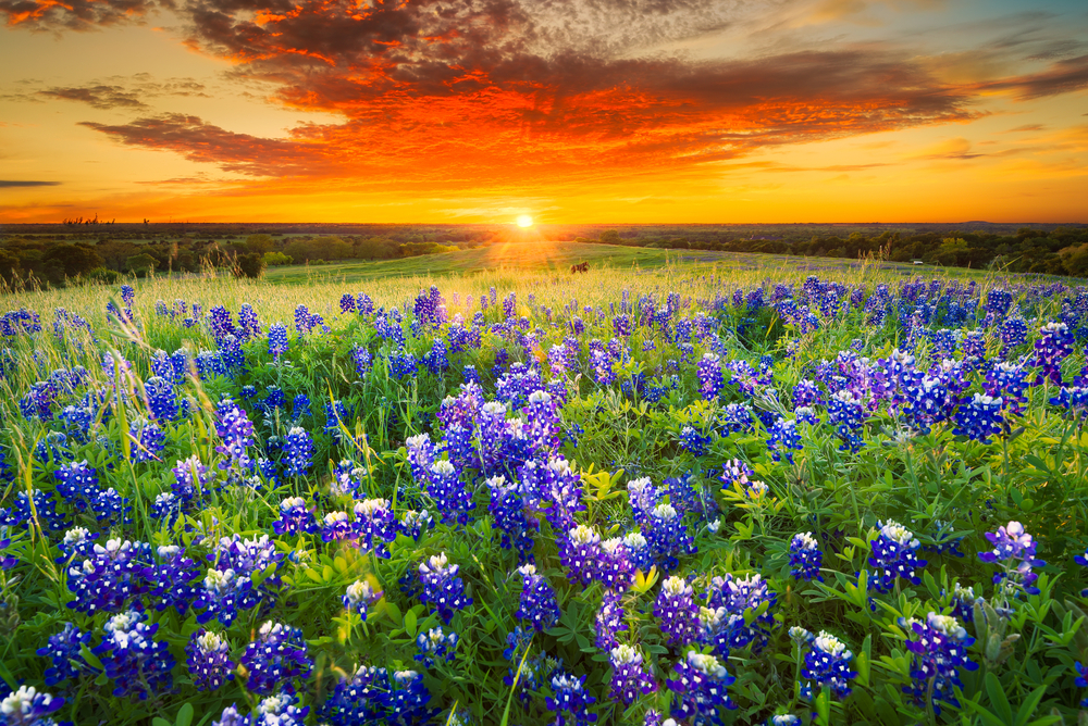A field of bluebonnets is bathed in an orange sunset one of the best things to do in conroe texas