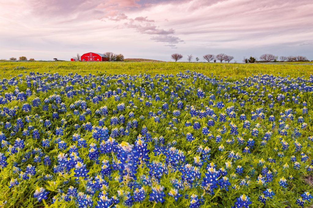 Bluebonnets in Texas bloom in the fields surrounding a red barn in Brenham.