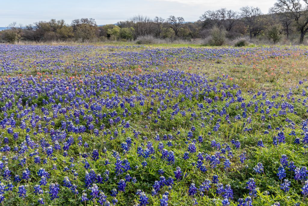Burnet's bluebonnets bloom in an open field in Texas.