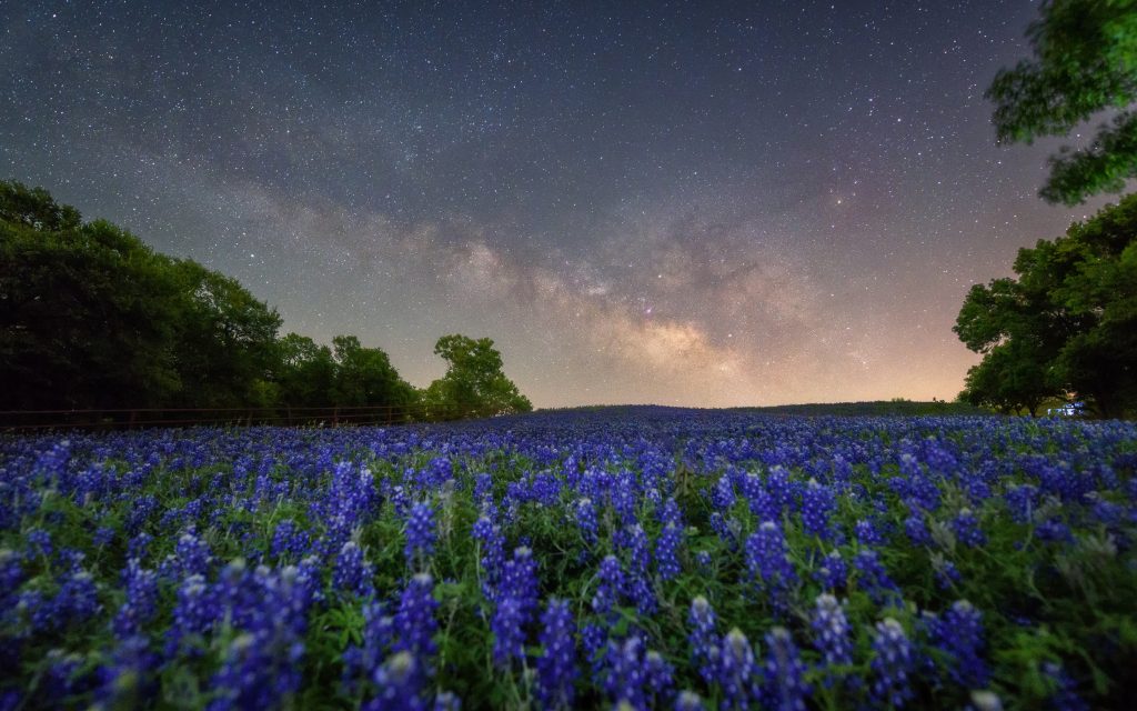 The Milky Way can be seen at dusk over a bed of Bluebonnets in Texas.
