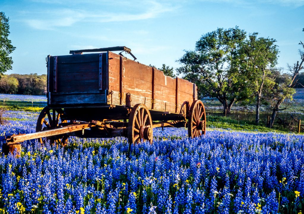 photo of bluebonnets in Texas with a wagon and blue sky