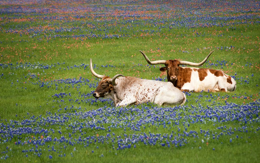 Texas long horn cattle lie in a field covered by flowers.