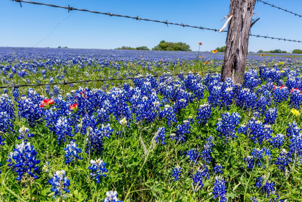 Bluebonnets offer a stark contrast as they bloom next to a barbed-wire fence.