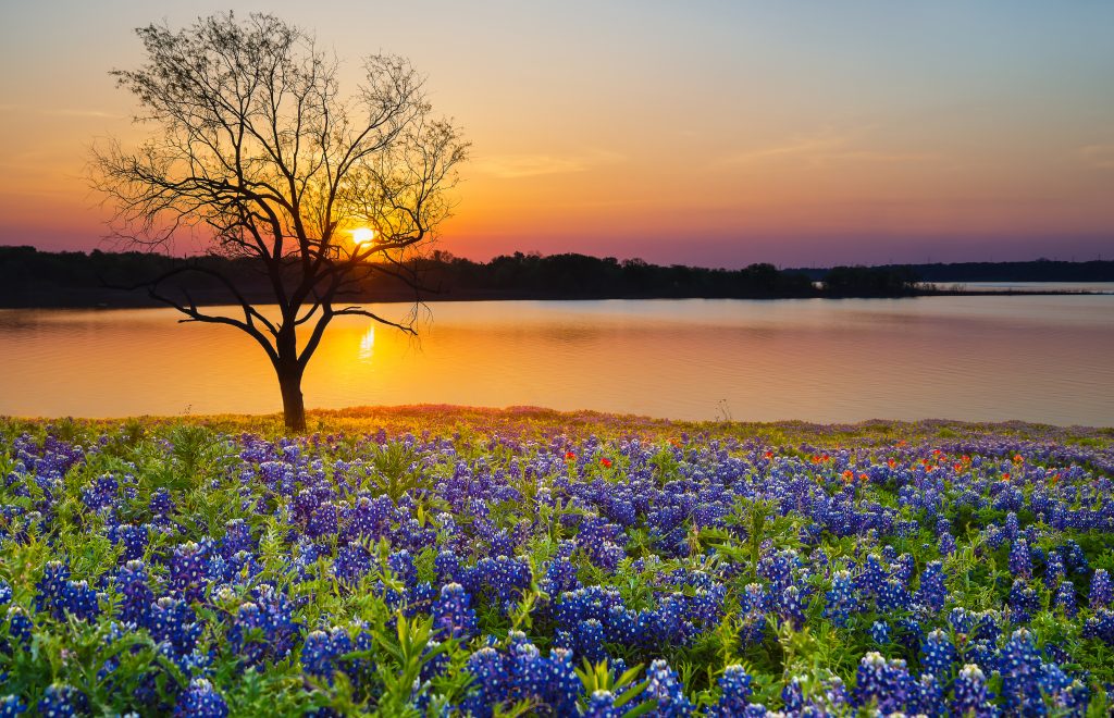 Bluebonnets bloom next to a lake in Texas.