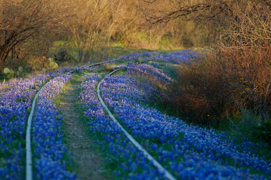 Texas bluebonnets grow over an abandoned railroad track in Kingsland.