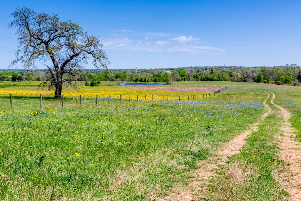 Bluebonnets and other wildflowers grow next to a dirt trail in Llano, Texas.