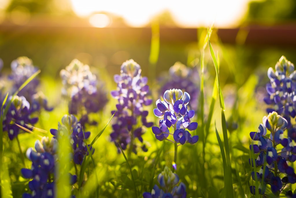 The sun rises and illuminates bluebonnets in Texas.