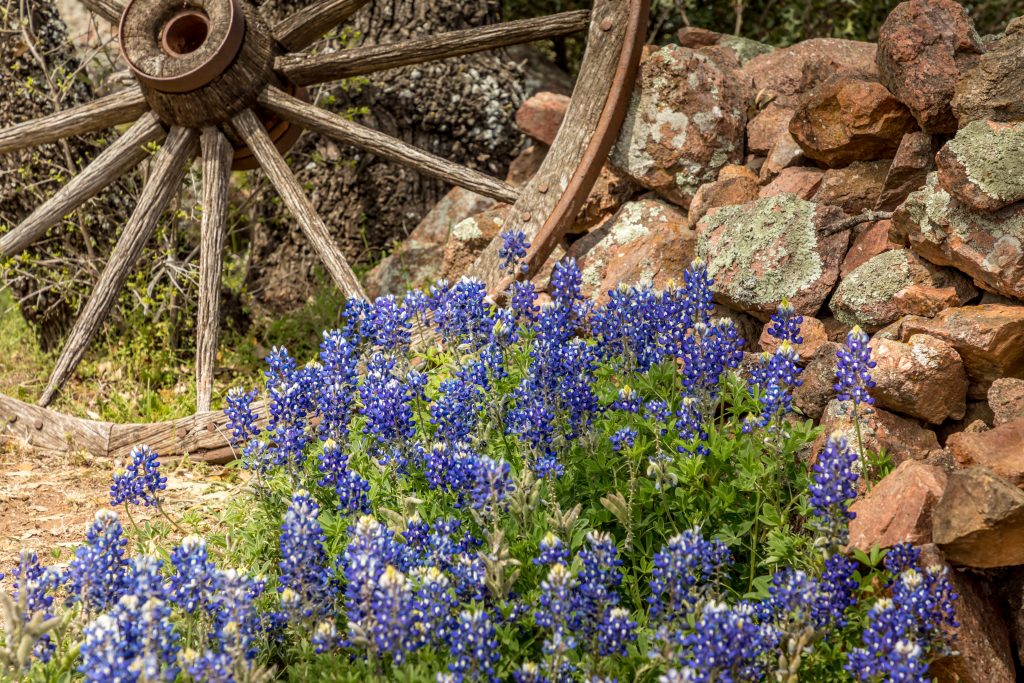 On the Willow City Loop, bluebonnets in Texas bloom next to a wagon wheel.
