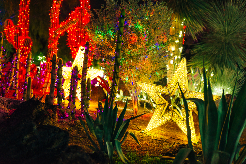 Christmas lights decorating a desert botanical garden. There are large gold stars, red, purple, and blue lights, and different cacti. 