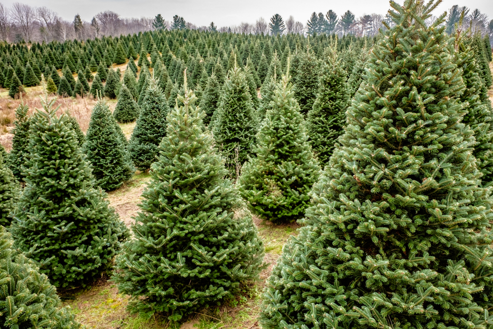 A Christmas tree farm where there are rows and rows of Christmas trees in a grassy field.