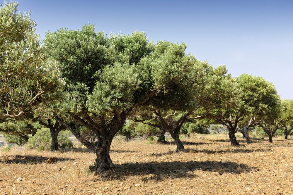 Olive trees with green leaves in an olive orchard like one you can find in Wimberley Texas.