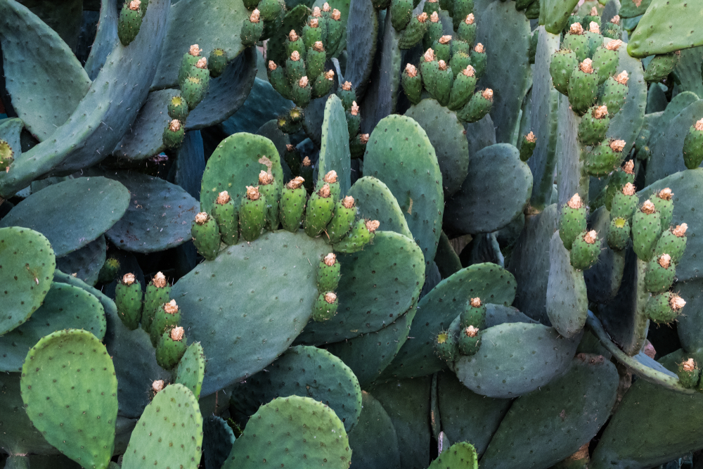 Close-up of a prickly pear cactus.