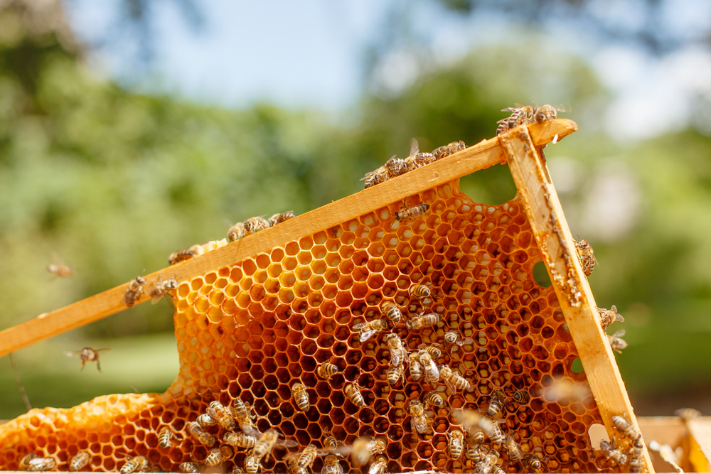 Honeycomb with bees for fresh honey served at restaurant in McKinney 