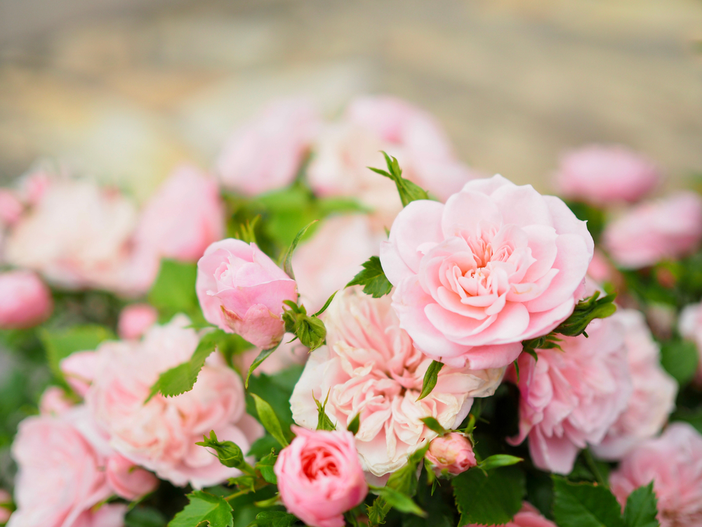 Close-up of pretty, pink roses.