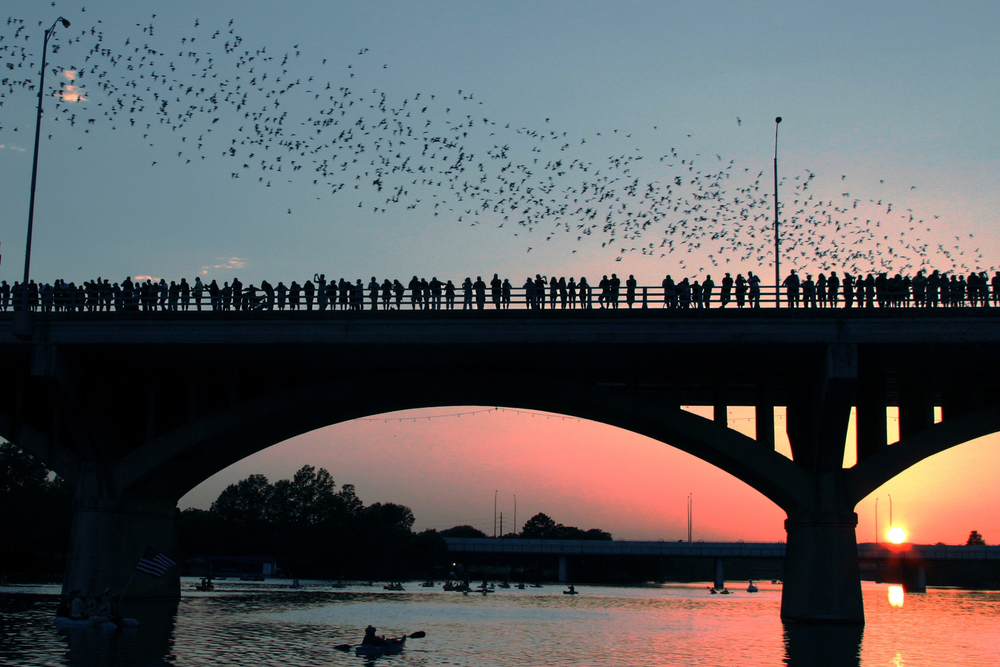silhouette of people lined up on bridge watching bats fly over head at sunset