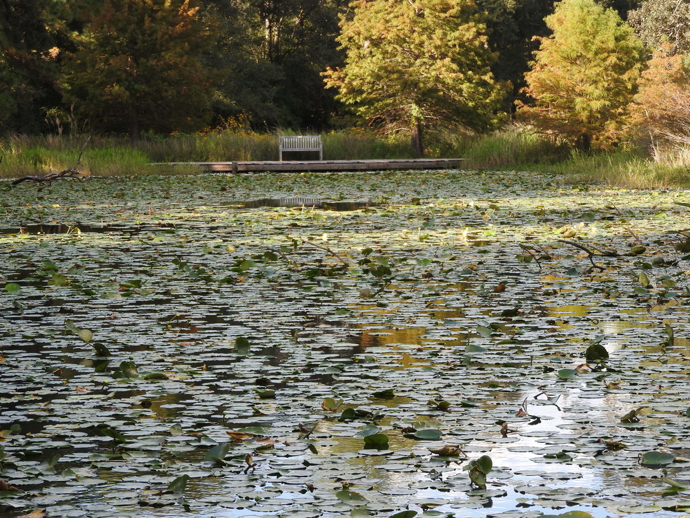 green lily pads floating on the water of Arboretum Lake in Houston.