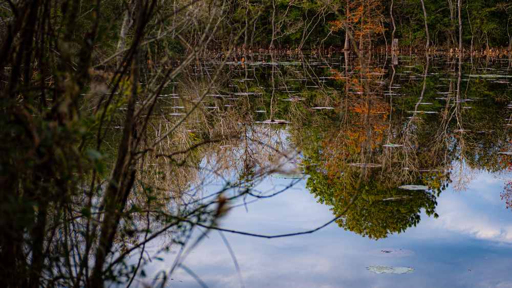 trees reflecting in water at Sheldon Lake, one of the best lakes in Houston!