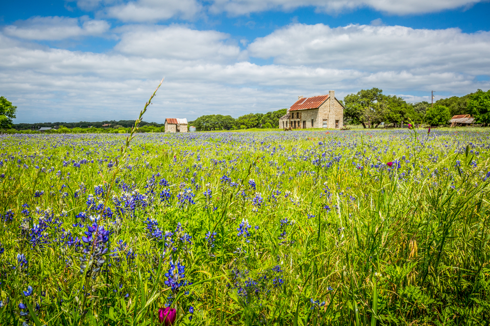 A field of bluebonnets with an old stone farmhouse in the background of one of the towns in Texas Hill country