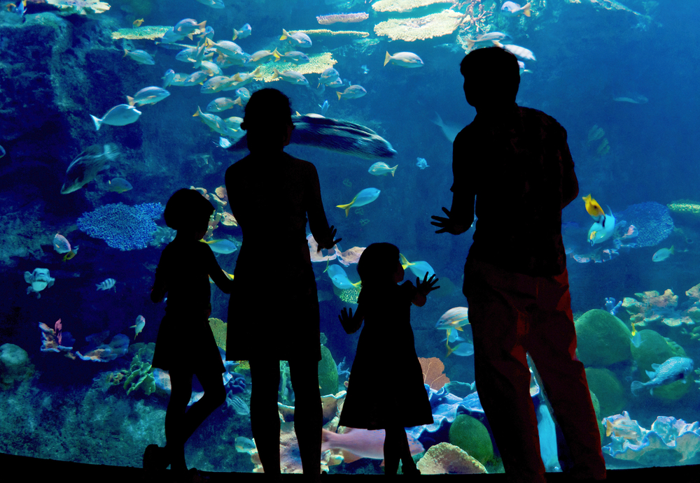 Silhouette of 4 people standing in front of aquarium full of fish at best thing to do in San Antonio