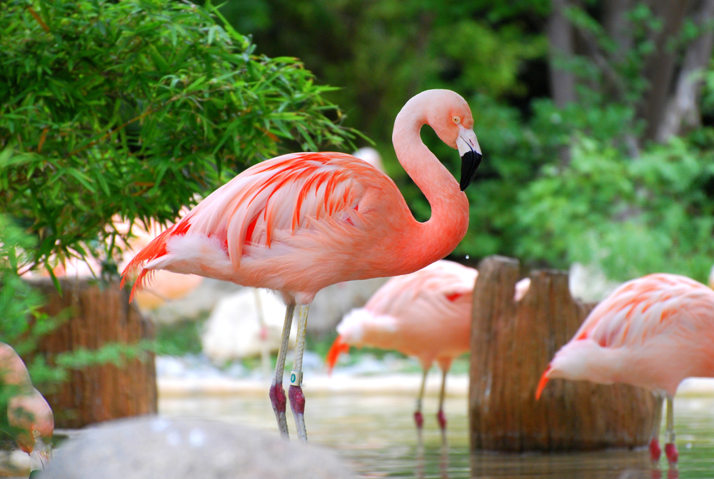 Close up of flamingo with dark pink feathers standing in water, out of focus flamingos behind, surrounded by trees
