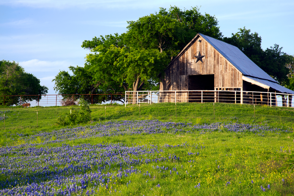 Barn on a hill surrounded by trees with field of blue bell flowers 