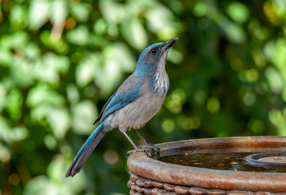 One of the many birds you can find at Charro Ranch Park