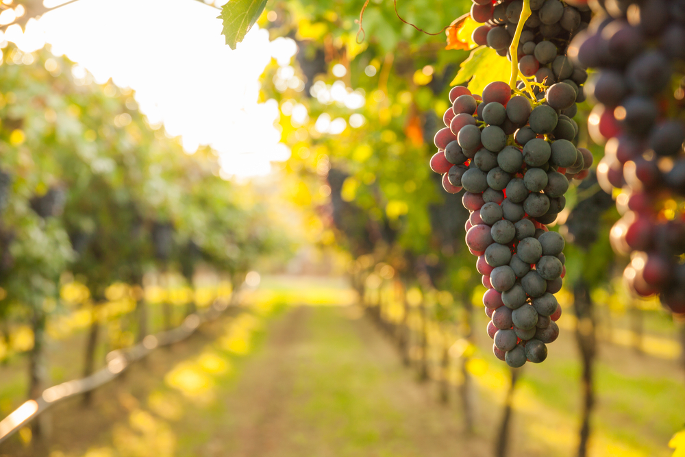 Grapes on a vine at Driftwood Estate Winery, one of the tastiest things to do in Dripping Springs.