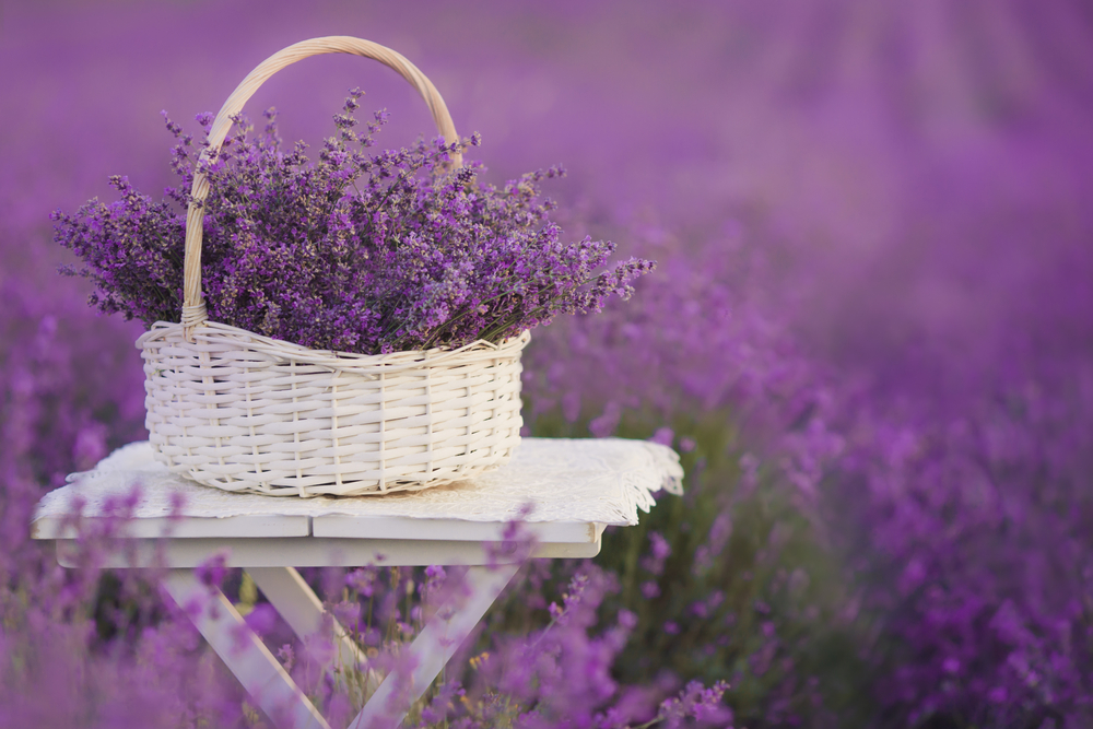 A white wicker basket sitting on a white stool in the middle of a lavender fields in Texas. The basket is full of picked lavender. 