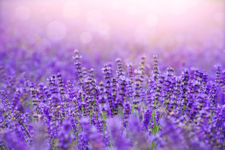 10 Best Lavender Fields In Texas You Must Visit Texas Travel 365