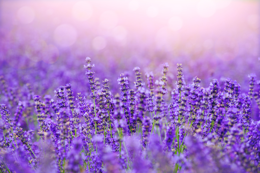 A close up bokeh image of lavender bushes in the sunlight. 