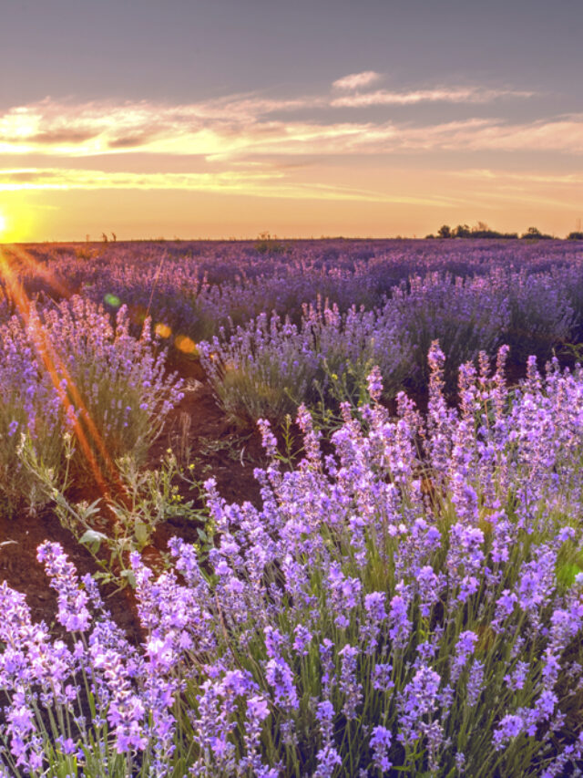 Must-See Lavender Fields In Texas - Texas Travel 365