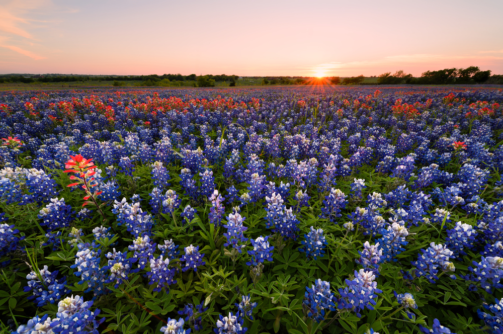 A photo of bluebonnets, the Texas state flower, in full bloom at Bluebonnet Trails. 