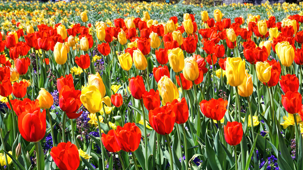 Photo of tulips at the Dallas Arboretum and Botanical Gardens.