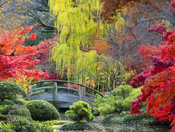 Photo of fall colors surrounding a bridge in Fort Worth Botanic Gardens