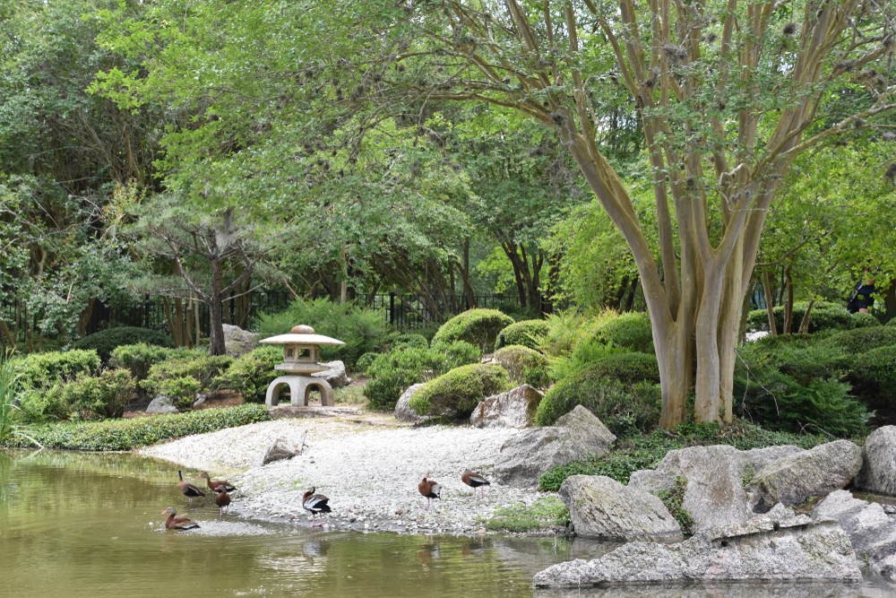Photo of Japanese Garden in Hermann Park. One of the most peaceful gardens in Texas. 
