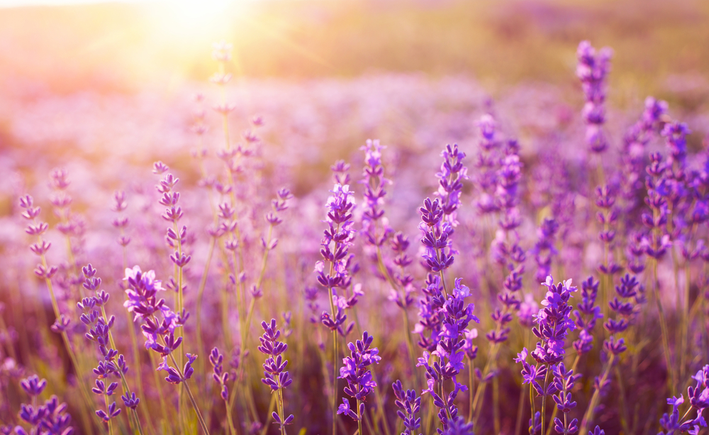 A close up image of lavender in the sunset. It's one of the prettiest lavender fields in Texas.
