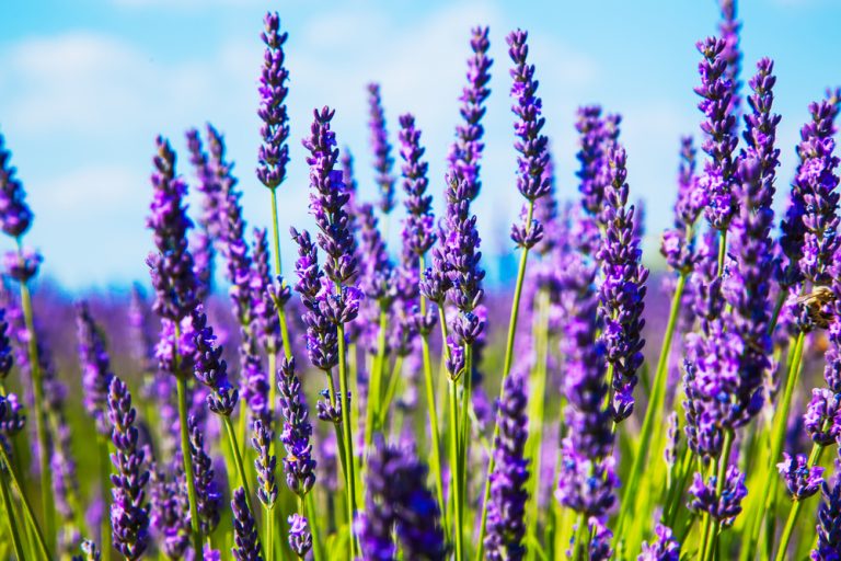 10 Best Lavender Fields In Texas You Must Visit Texas Travel 365