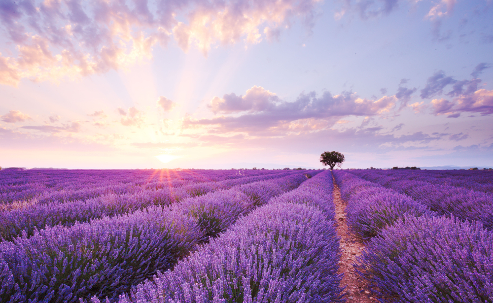 Rows of lavender fields in Texas with a singular tree in one of the rows. The sun is starting to set over the field. 