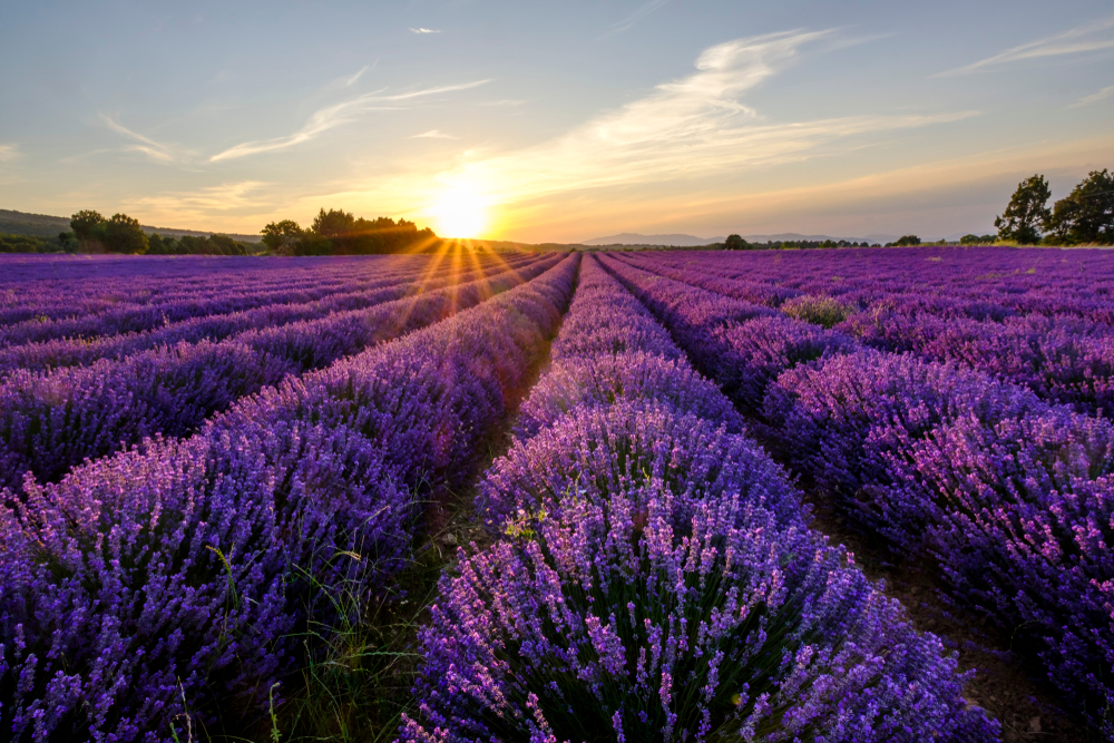 Looking down rows of lavender fields in Texas as the sun starts to set over them. 