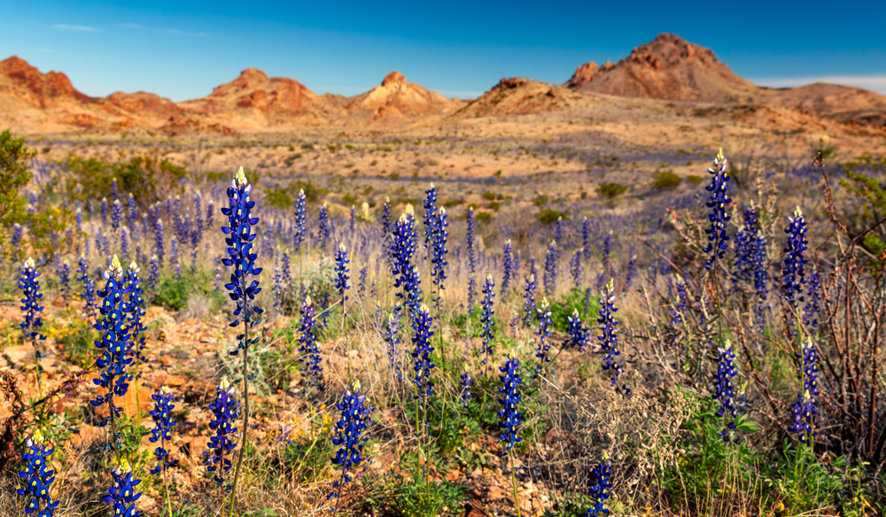 Tall, deep blue bluebonnets in the foreground with short, brown mountains in the distance.